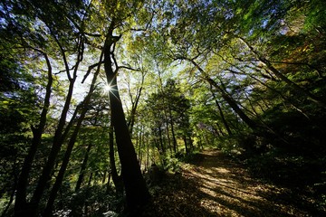 Naklejka premium 森の遊歩道
