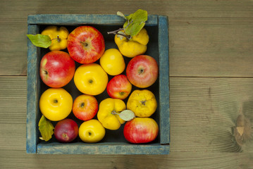 Apples, quinces