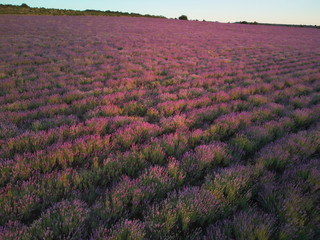 Meadow of lavender at sunset.