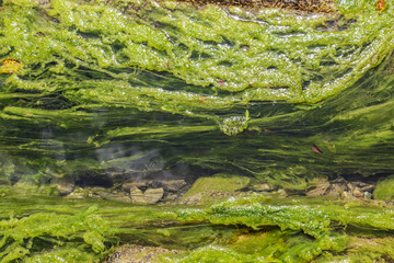 Algae on the river Dagomys. Near Sochi, Russia.