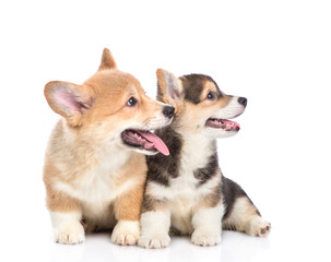 Two pembroke welsh corgi puppies looking away together. isolated on white background