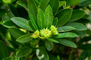 Naklejka na ściany i meble Purple anise (Illicium floridanum) flower buds, green - Davie, Florida, USA