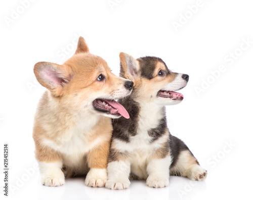 Two Pembroke Welsh Corgi Puppies Looking Away Together Isolated Two Pembroke Welsh Corgi Puppies