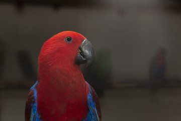 ฺClose up  Lory- parrot