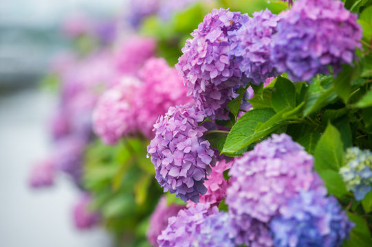 ピンク 花 庭 美しい 夏 紫 葉 赤 日本 満開 Photos Royalty Free Images Graphics Vectors Videos Adobe Stock ピンク 花 庭 美しい 夏 紫 葉 赤 日本 満開 Photos Royalty Free Images Graphics Vectors Videos Adobe Stock