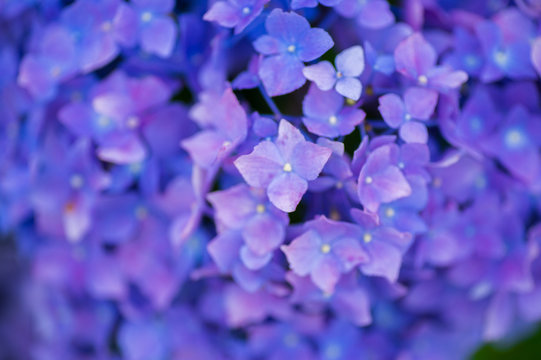175 Best ピンク 花 庭 美しい 夏 紫 葉 赤 日本 満開 Images Stock Photos Vectors Adobe Stock 175 Best ピンク 花 庭 美しい 夏 紫 葉 赤 日本 満開 Images Stock Photos Vectors Adobe Stock