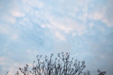 Obraz premium vanilla blue sky with clouds and tree , landscape view outdoor at countryside