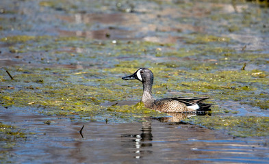 Teal in marsh