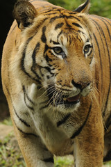 The Malayan tiger (Panthera tigris)