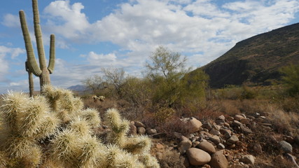 Fototapeta na wymiar Cholla Saguaro Cactus and Stones