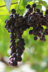 Black grape in the garden sweet and delicious.