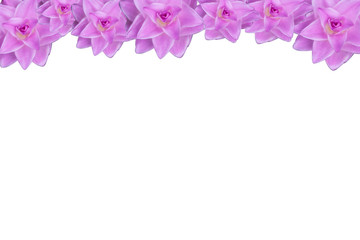 Pink Siam Tulip,Curcuma alismatifolia, Siam tulip or summer tulip is a tropical plant.