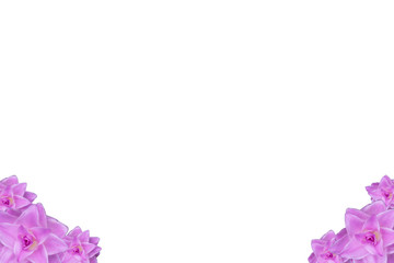 Pink Siam Tulip,Curcuma alismatifolia, Siam tulip or summer tulip is a tropical plant.