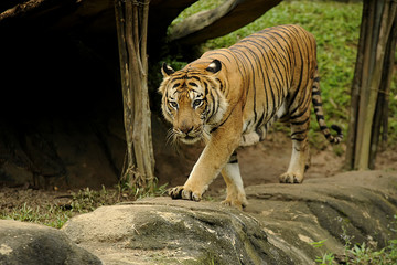 The Malayan tiger (Panthera tigris)