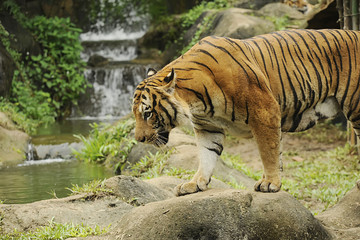 The Malayan tiger (Panthera tigris)
