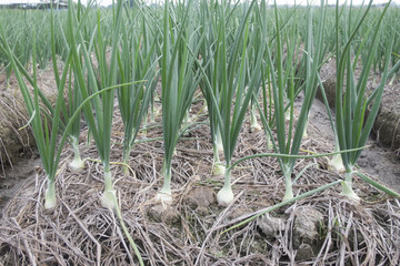 onion in the filed