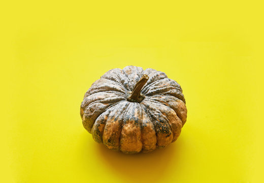 Close-up, Top view pumpkin on yellow mustard background with copy space or text space