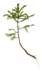 Fototapeta premium Fir plant with sprouts isolated on white background