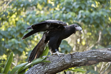 wedge tailed eagle