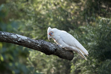 long billed corella