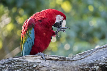 scarlet macaw