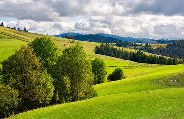Obraz premium beautiful mountainous countryside. grassy rolling hills with trees. mountain ridge in the distance. wonderful early autumn weather