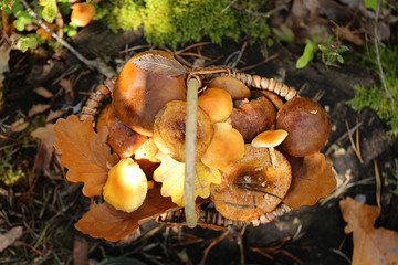 mushroom. mushrooms oily in a wicker basket on a stump in the autumn .Autumn season. Autumn mood.Autumn time