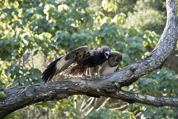 a black breasted buzzard