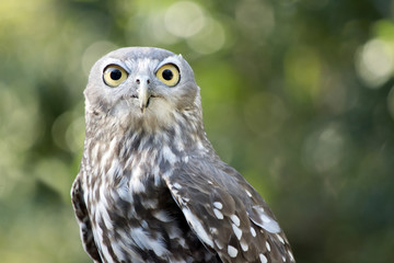 barking owl
