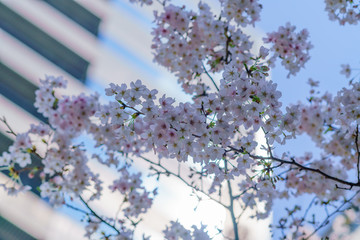 花物語