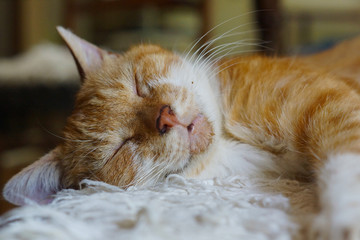 眠る茶猫