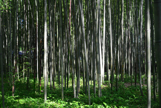 Walk road of Bamboo forest-3
