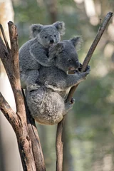 Photo sur Plexiglas Koala mother koala and joey