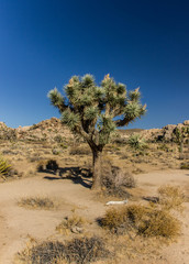 Joshua tree alone