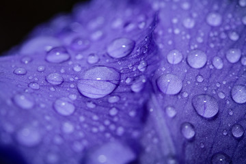 Water on petal