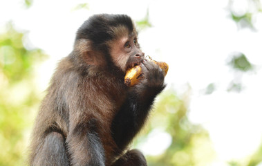 Macaco no Parque Ecológico de Ourinhos SP