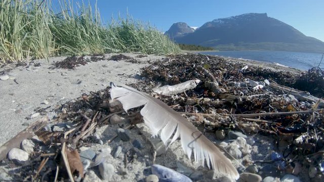 Seagull feather on the shore moving in the seabreeze