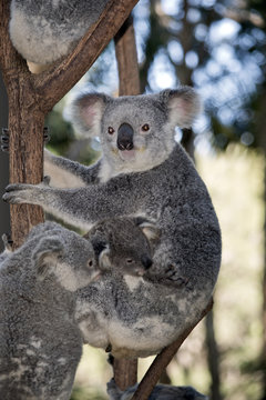 mother koala and joeys