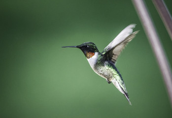 Fototapeta premium Hummingbird 