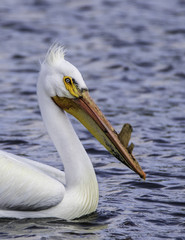 Pelican profile