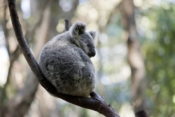 Papier Peint photo Lavable Koala an Australian koala