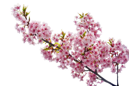 clipping path, close up of pink cherry blossom branch or sakura flowers isolated on white background, copy space