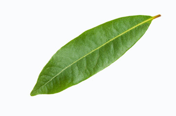Obraz premium Raw green Laurel leaves