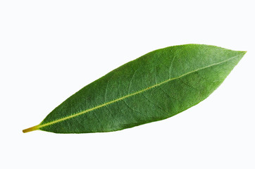 Raw green Laurel leaves