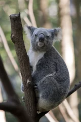 Papier Peint photo Koala an Australian koala