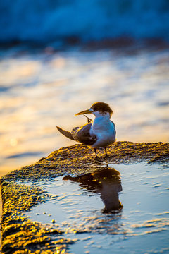 Sea bird sitting on edge of rockpool showing reflection in water