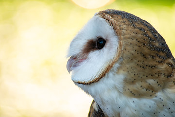 Eastern Barn Owl