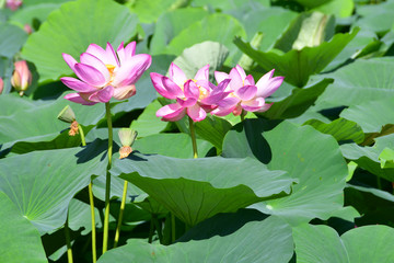 Komarov Lotus, or nut-bearing Lotus (Nelumbo komarovii, Nelumbo nucifera) on a small lake in the village of Novogordeevka. Anuchinsky district, Primorsky Krai