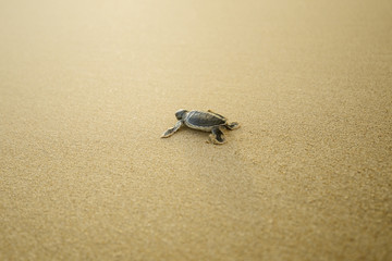 Baby turtle walking on the sandy beach