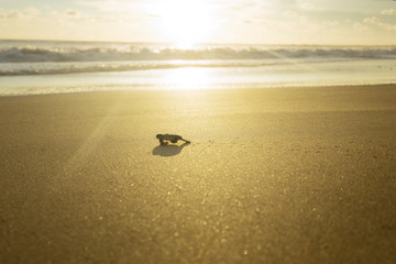 Baby turtle walking towards the ocean
